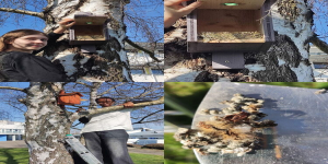 Printemps au Lycée : opération nettoyage des nichoirs !